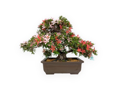 Rhododendron Indicum Saiko - Azalea - 46 cm