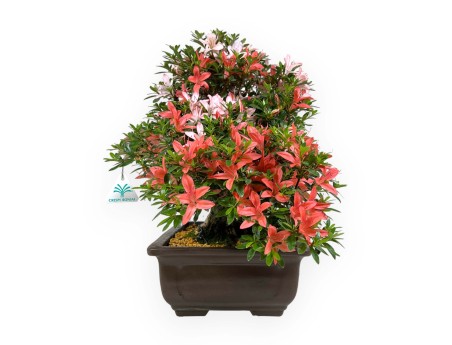 Rhododendron Indicum Saiko - Azalée - 46 cm