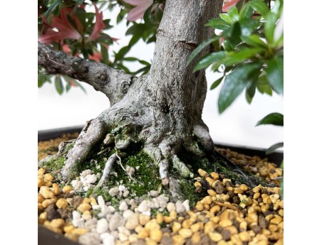 Rhododendron Indicum Saiko - Azalée - 46 cm