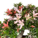 Rhododendron Indicum Saiko - Azalea - 46 cm