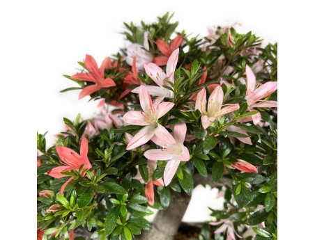 Rhododendron Indicum Saiko - Azalée - 46 cm