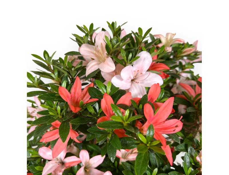 Rhododendron Indicum Saiko - Azalée - 46 cm