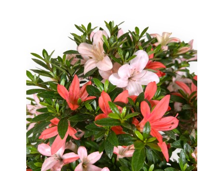 Rhododendron Indicum Saiko - Azalea - 46 cm