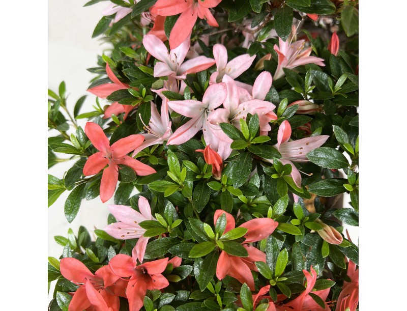 Rhododendron Indicum Saiko - Azalée - 46 cm