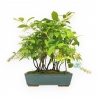 Itea japonica - 44 cm
