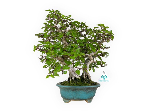 Carpinus - Hornbeam - 30 cm 2