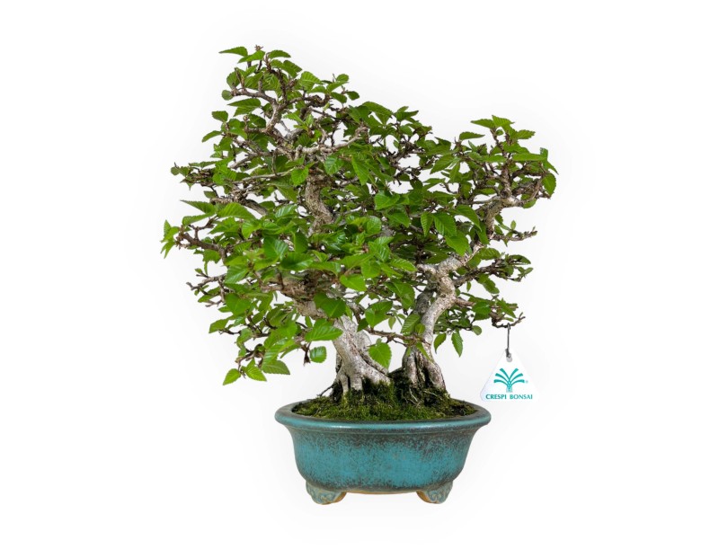 Carpinus - Carpino - 30 cm