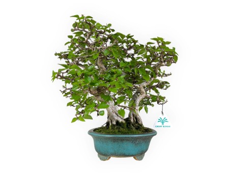 Carpinus - Hornbeam - 30 cm