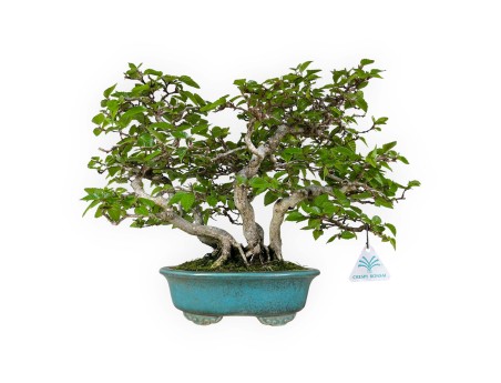 Carpinus - Hornbeam - 30 cm