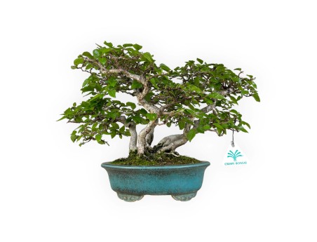 Carpinus - Hornbeam - 30 cm
