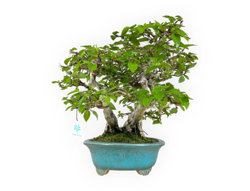 Carpinus - Carpino - 30 cm