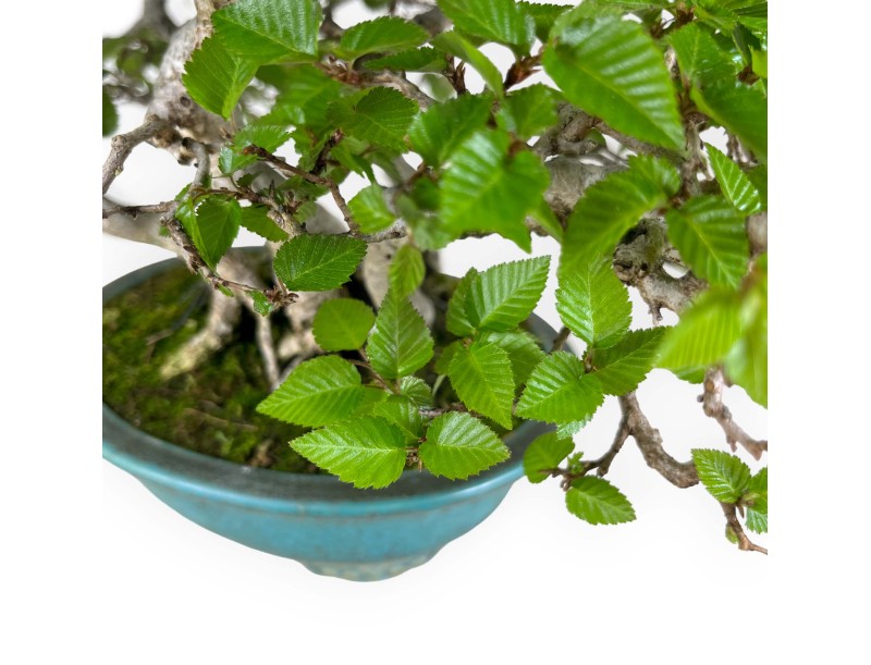 Carpinus - Carpino - 30 cm