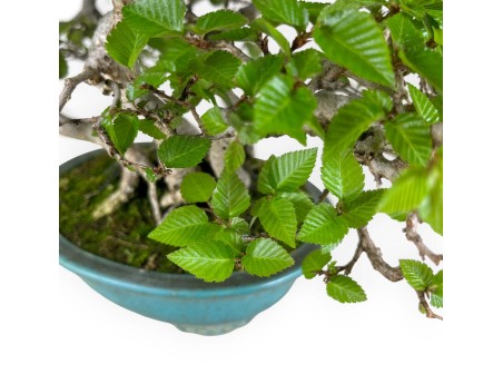 Carpinus - Charme - 30 cm