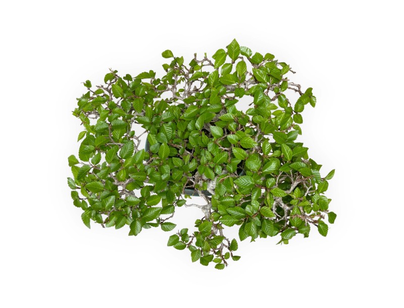 Carpinus - Hornbeam - 30 cm