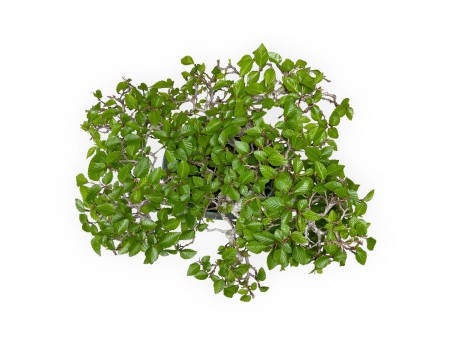 Carpinus - Charme - 30 cm