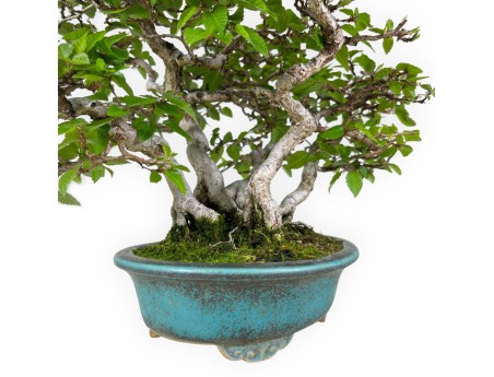 Carpinus - Carpino - 30 cm