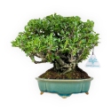 Chaenomeles Chojubai - 25 cm