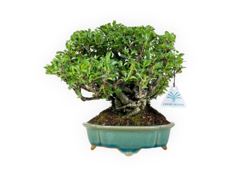 Chaenomeles Chojubai - 25 cm