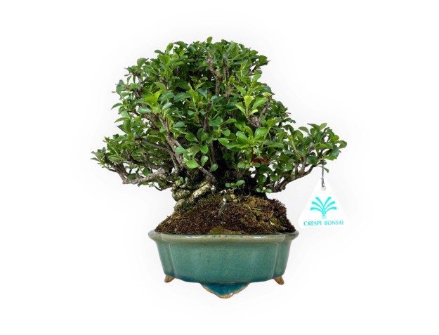 Chaenomeles Chojubai - 25 cm 2