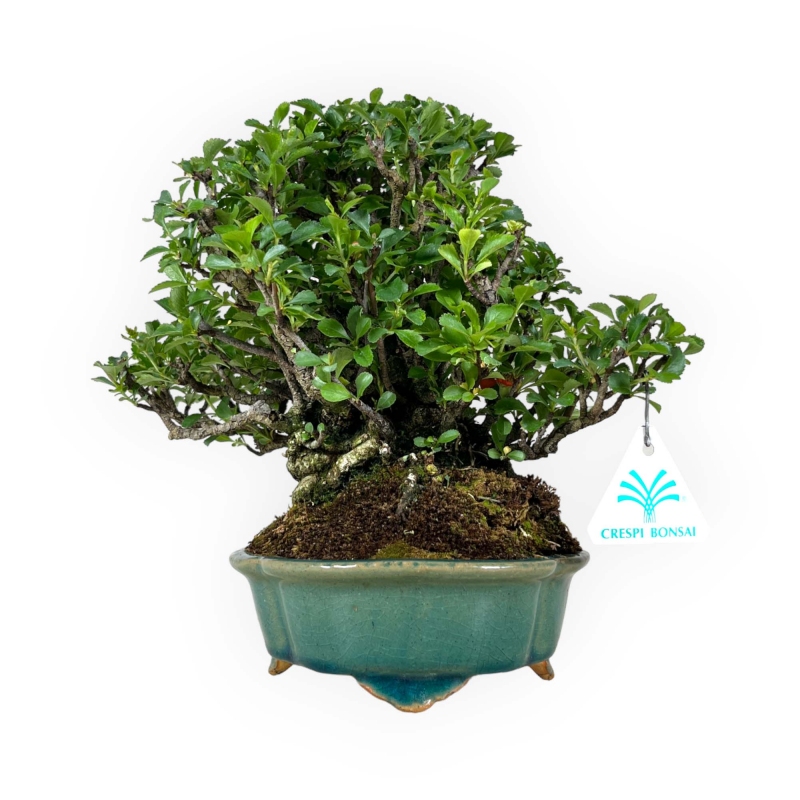 Chaenomeles Chojubai - 25 cm