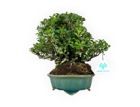 Chaenomeles Chojubai - 25 cm