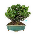 Chaenomeles Chojubai - 25 cm
