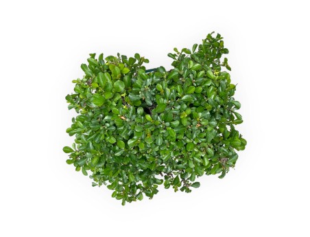 Chaenomeles Chojubai - 25 cm