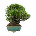 Chaenomeles Chojubai - 25 cm