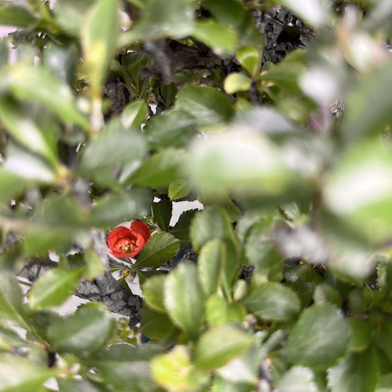 Chaenomeles Chojubai - 25 cm