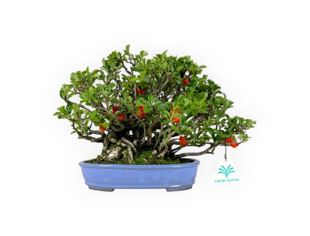 Chaenomeles Chojubai - 21 cm