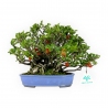 Chaenomeles Chojubai - 21 cm