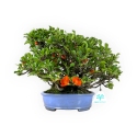 Chaenomeles Chojubai - 21 cm