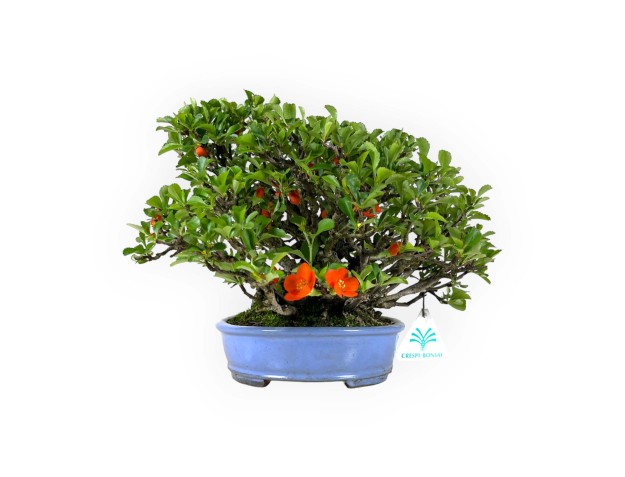 Chaenomeles Chojubai - 21 cm 2