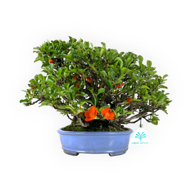 Chaenomeles Chojubai - 21 cm