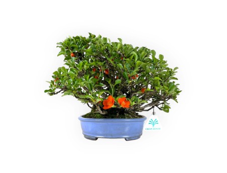 Chaenomeles Chojubai - 21 cm