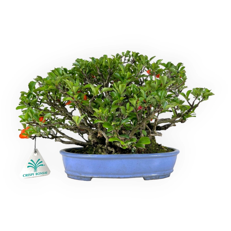 Chaenomeles Chojubai - 21 cm