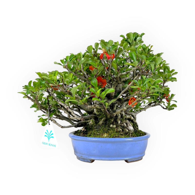 Chaenomeles Chojubai - 21 cm