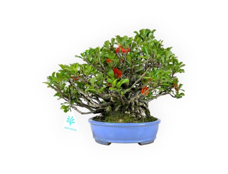 Chaenomeles Chojubai - 21 cm