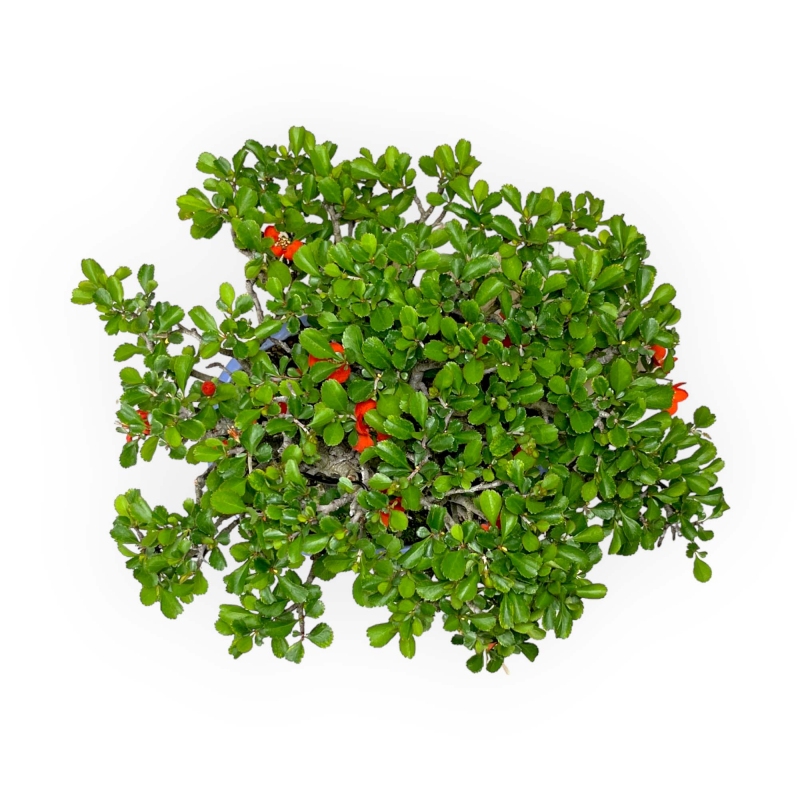 Chaenomeles Chojubai - 21 cm