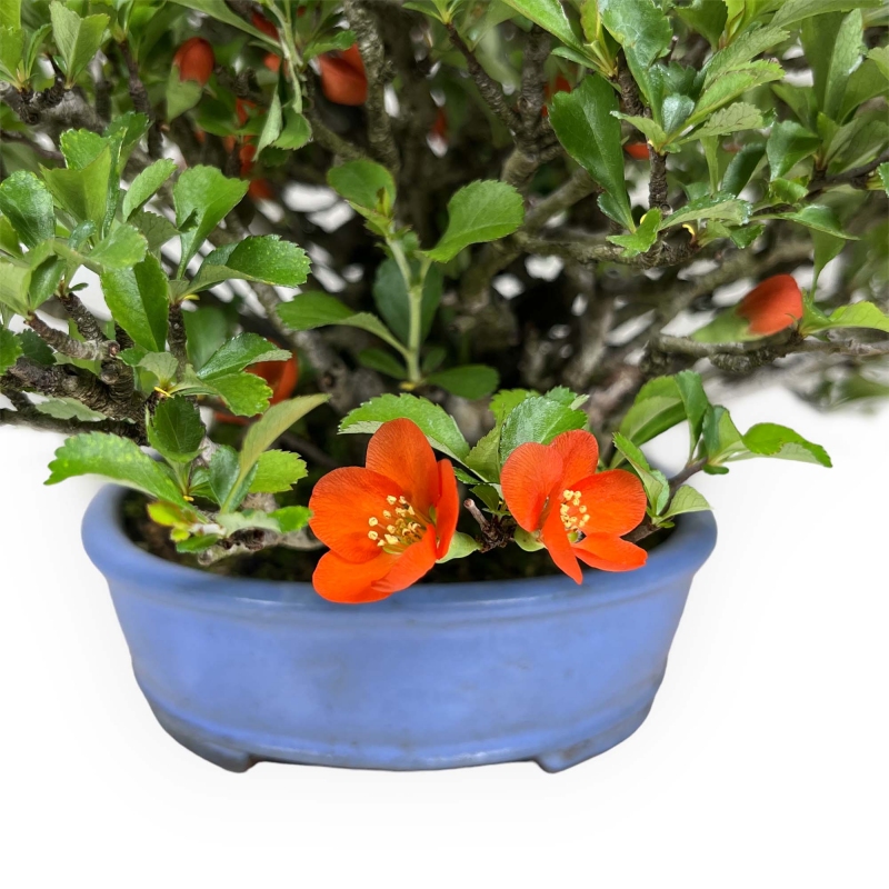 Chaenomeles Chojubai - 21 cm