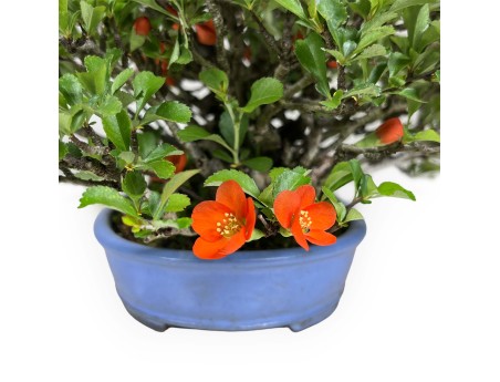 Chaenomeles Chojubai - 21 cm