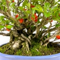 Chaenomeles Chojubai - 21 cm