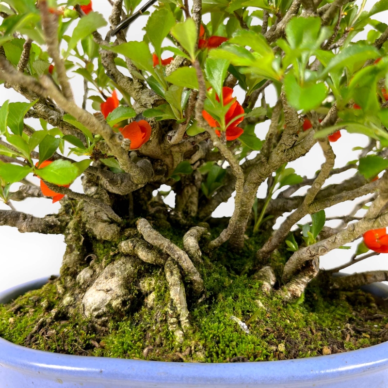 Chaenomeles Chojubai - 21 cm