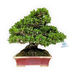 Ligustrum - Troène - 27 cm