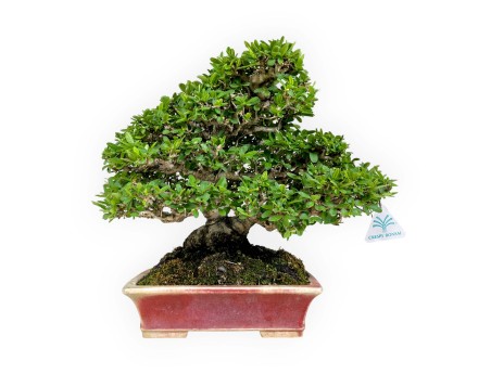 Ligustrum - Privet - 27 cm