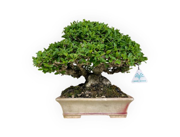 Ligustrum - Ligustro - 27 cm 2