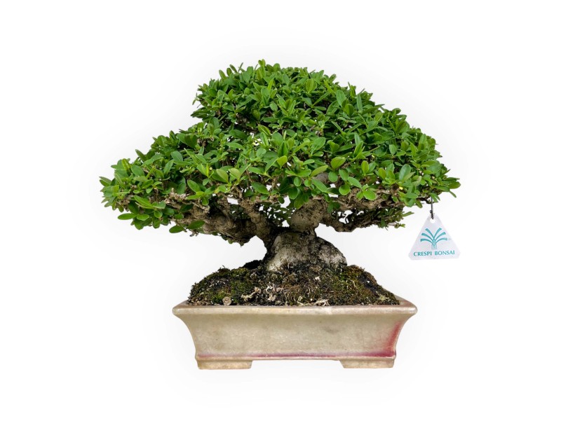 Ligustrum - Troène - 27 cm