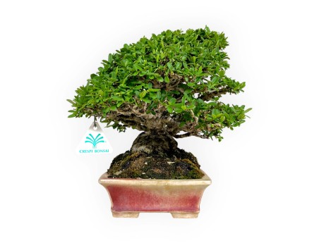 Ligustrum - Troène - 27 cm