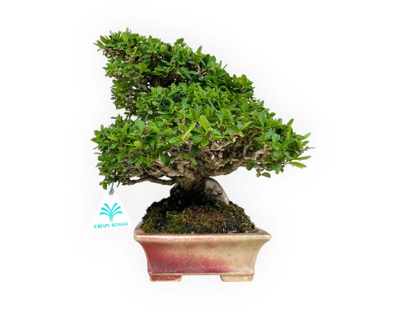 Ligustrum - Ligustro - 27 cm