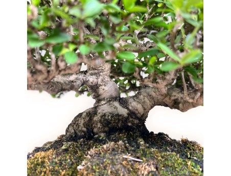 Ligustrum - Ligustro - 27 cm